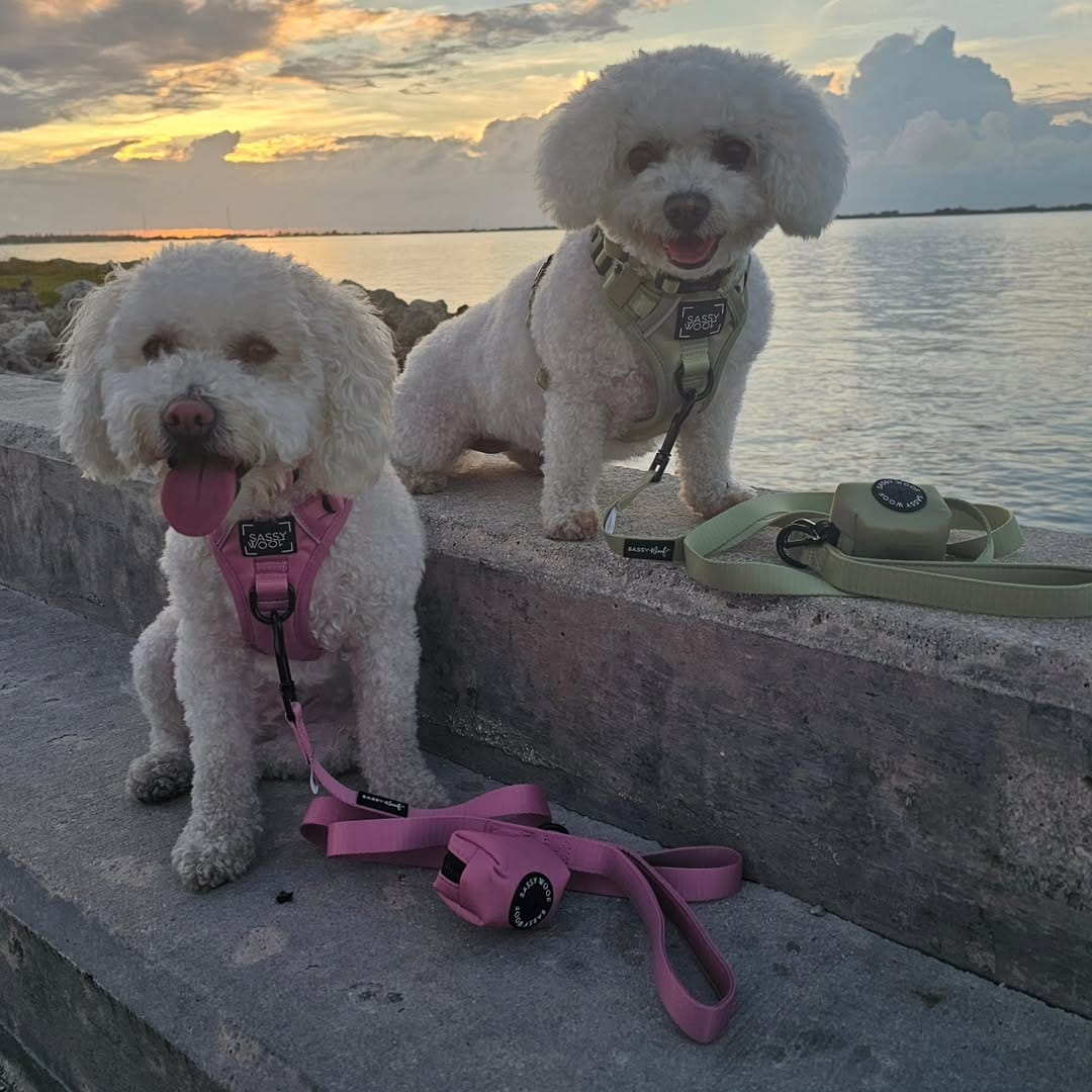 Post 9 by Stella & Penny on Instagram (image)