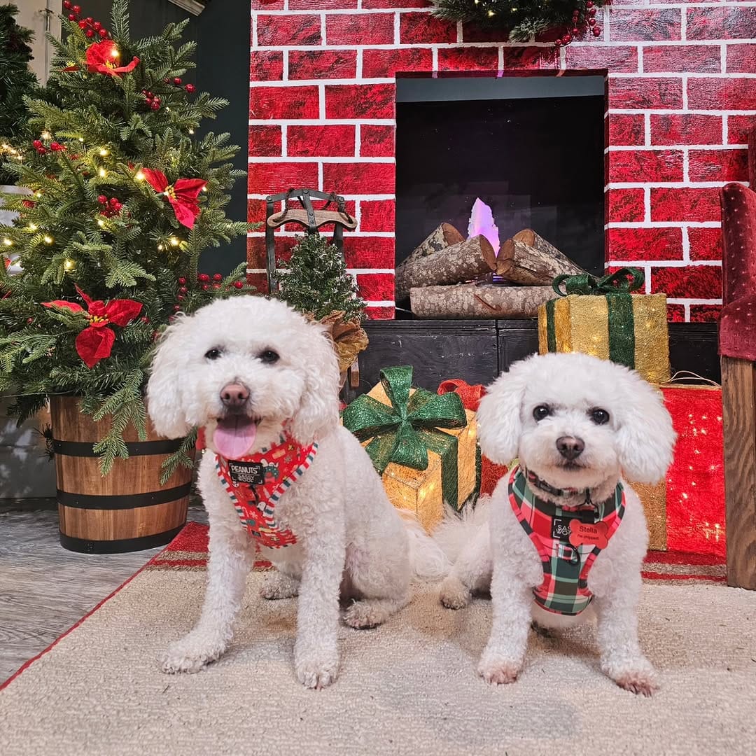Post 11 by Stella & Penny on Instagram (image)