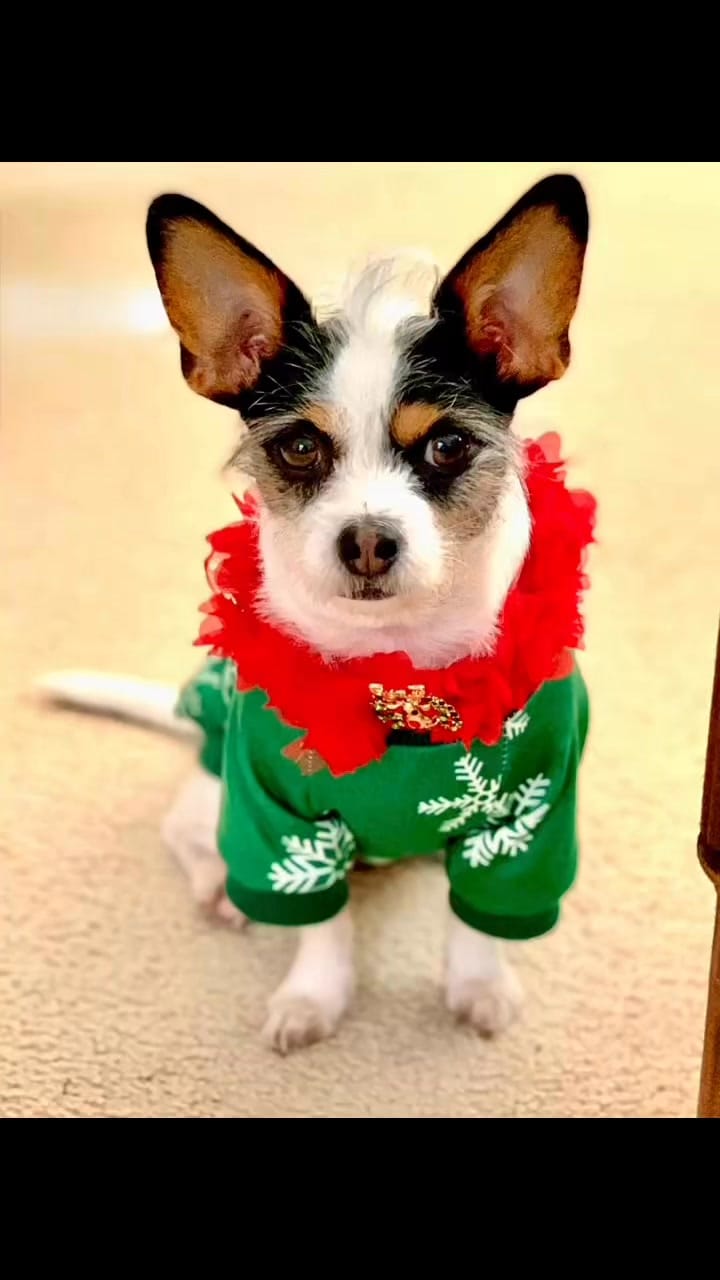 Post 3 by LuLu Lollipop | Stylish Jack Russell Terrier on Instagram (video)