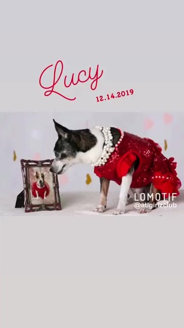 Post 6 by LuLu Lollipop | Stylish Jack Russell Terrier on Instagram (video)