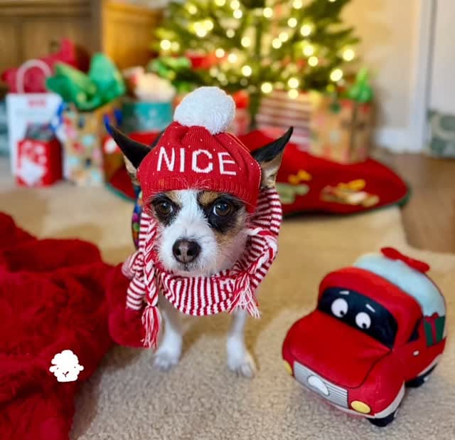 Post 5 by LuLu Lollipop | Stylish Jack Russell Terrier on Instagram (video)