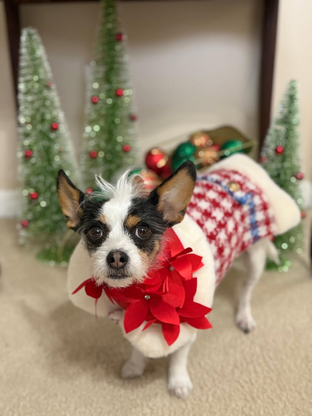 Post 1 by LuLu Lollipop | Stylish Jack Russell Terrier on Instagram (image)
