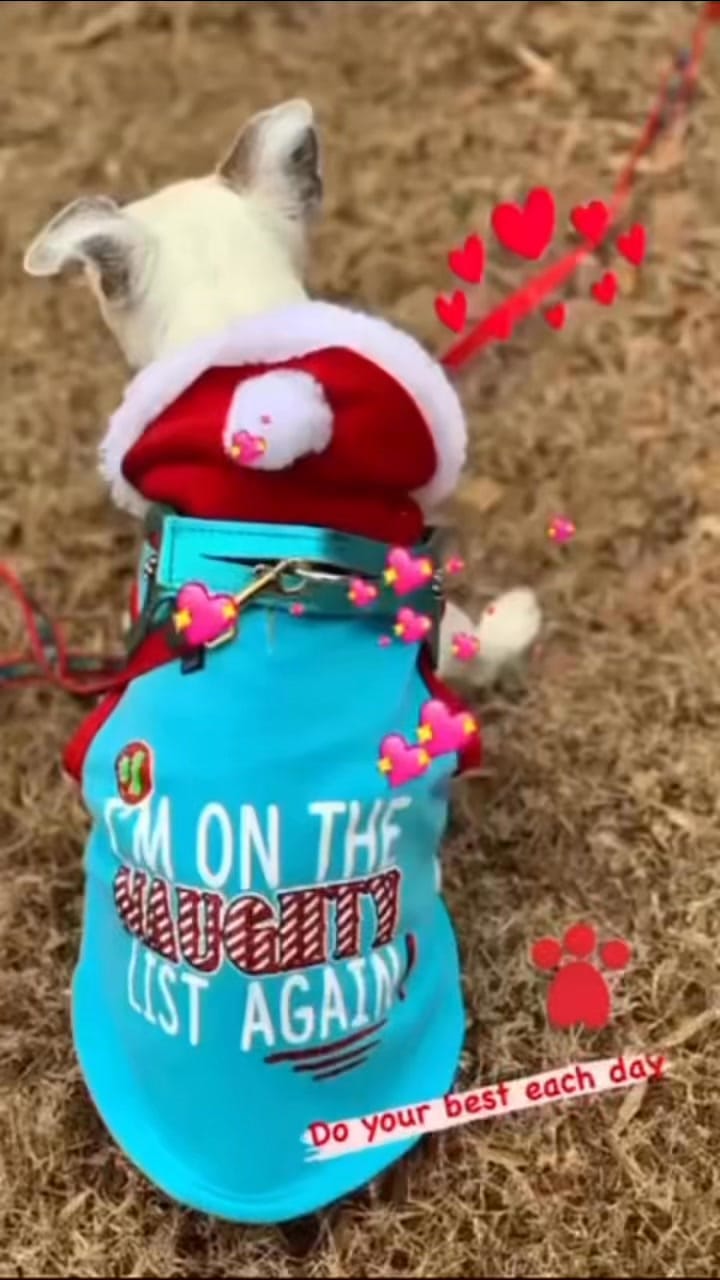 Post 11 by LuLu Lollipop | Stylish Jack Russell Terrier on Instagram (video)