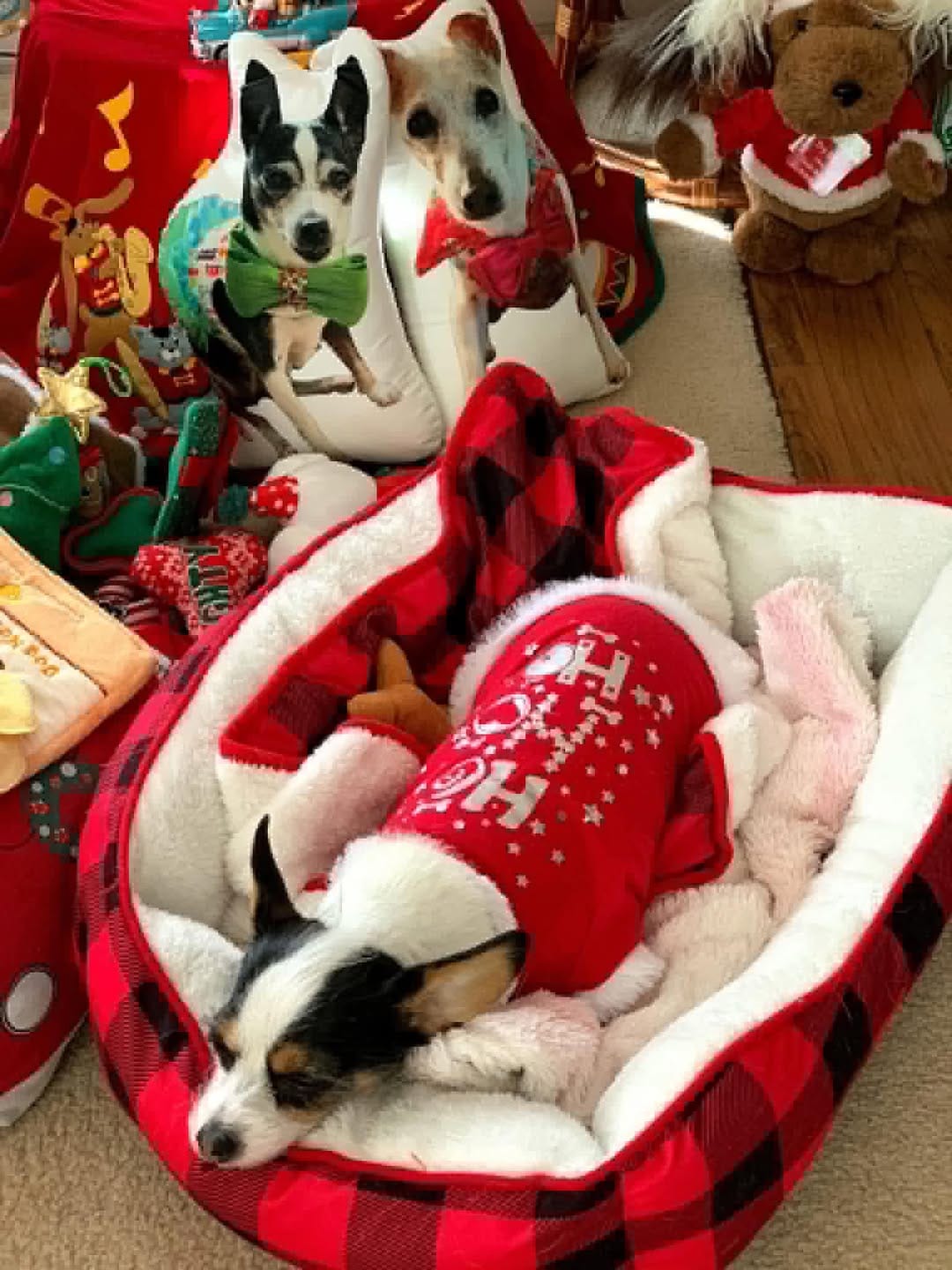Post 8 by LuLu Lollipop | Stylish Jack Russell Terrier on Instagram (image)