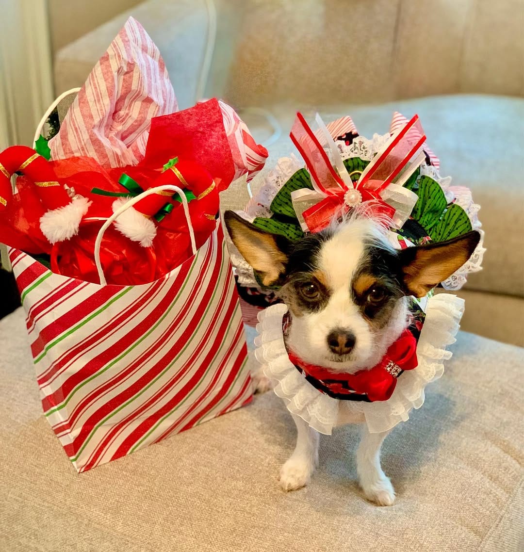 Post 7 by LuLu Lollipop | Stylish Jack Russell Terrier on Instagram (image)
