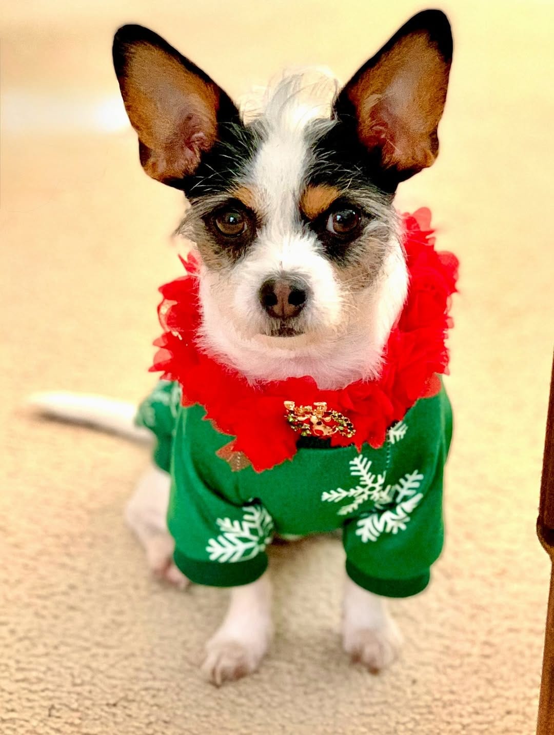 Post 4 by LuLu Lollipop | Stylish Jack Russell Terrier on Instagram (image)