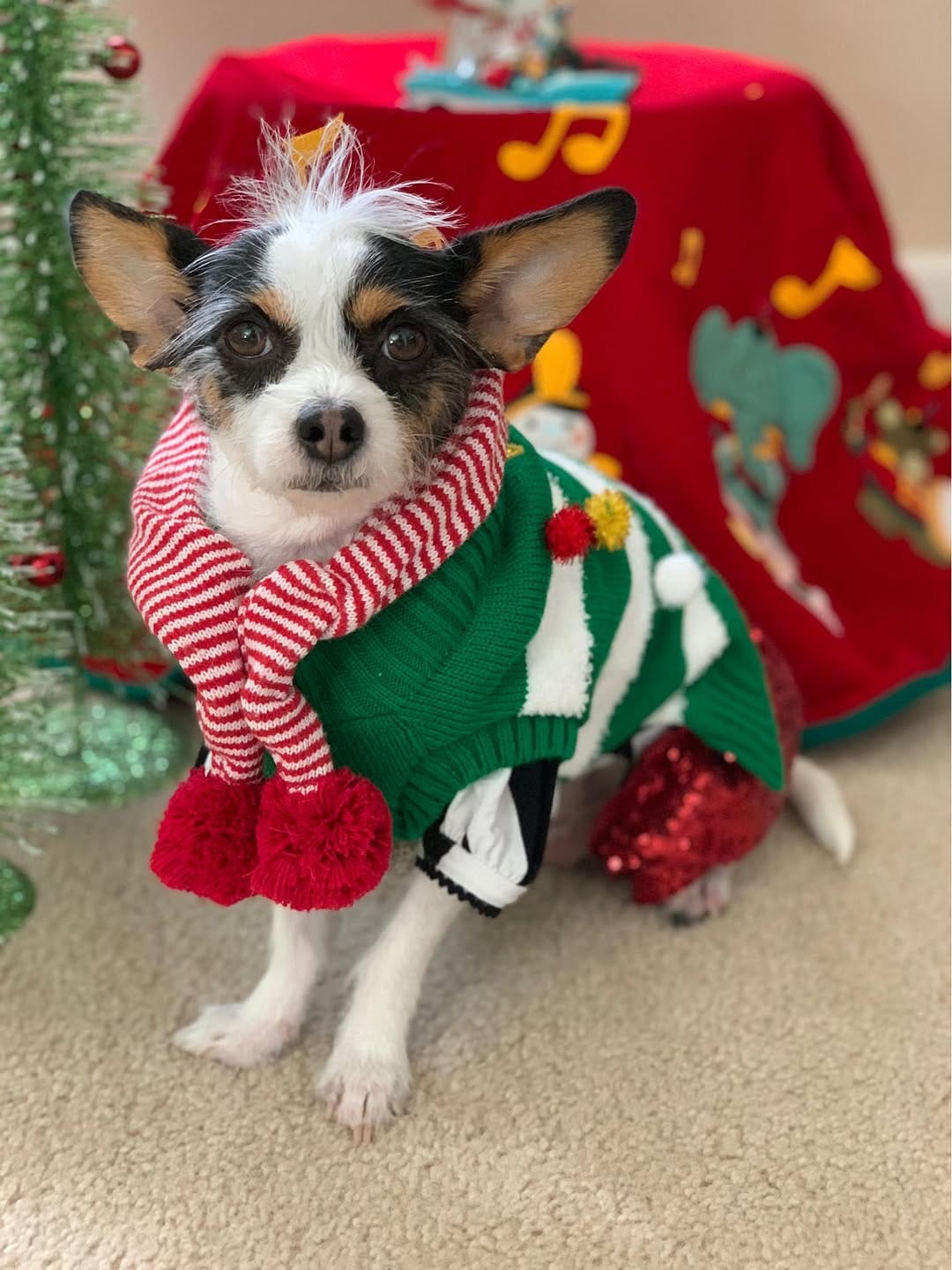 Post 10 by LuLu Lollipop | Stylish Jack Russell Terrier on Instagram (image)