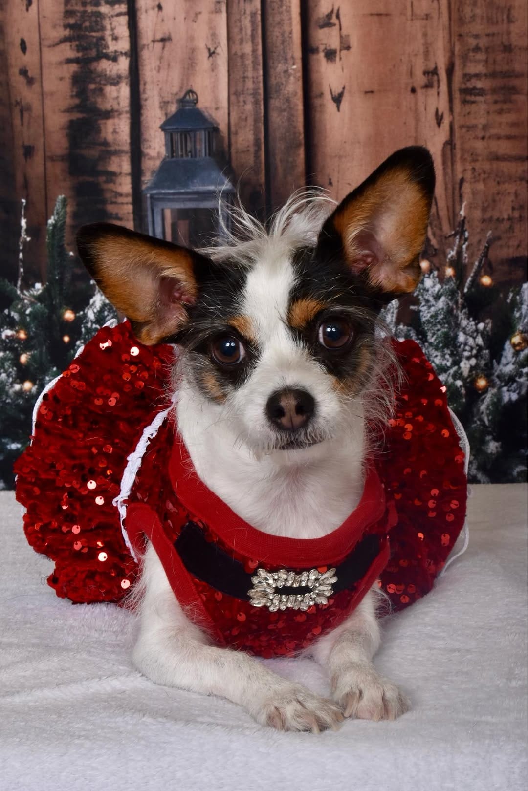 Post 9 by LuLu Lollipop | Stylish Jack Russell Terrier on Instagram (image)