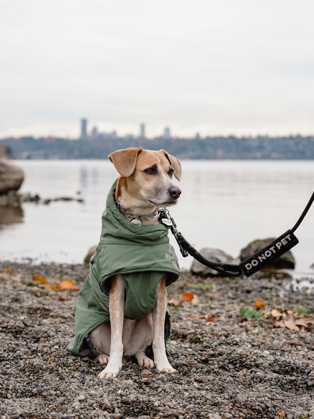 Post 8 by Love Liparu | For you + your pet(s) training journey. on Instagram (carousel)