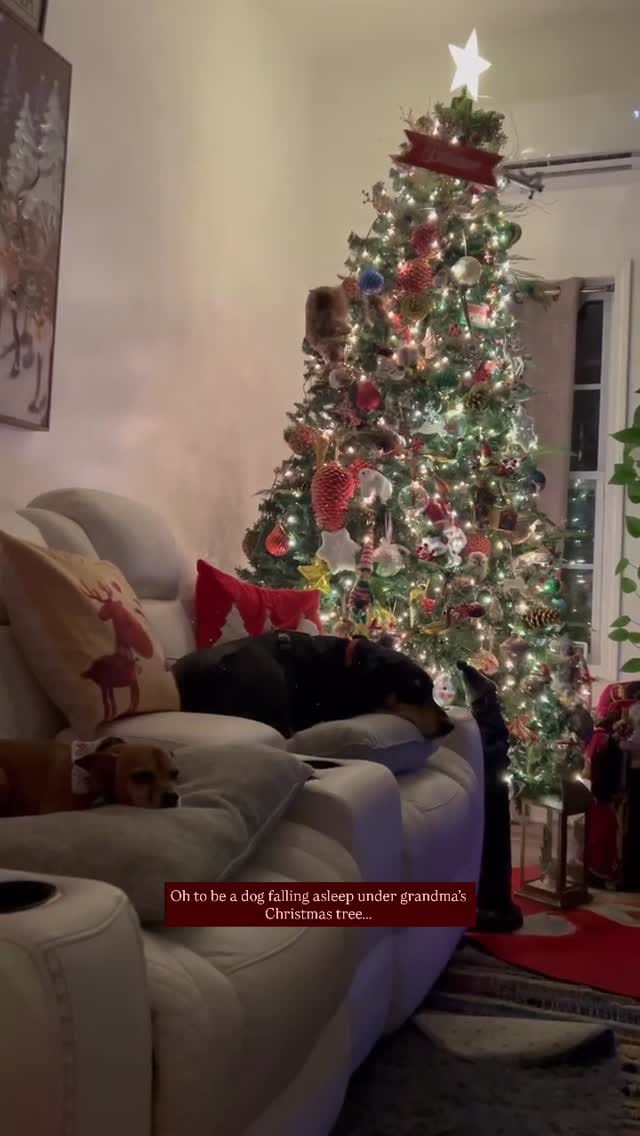 Post 5 by Smart Bitch | Nola Dog Trainer on Instagram (video)
