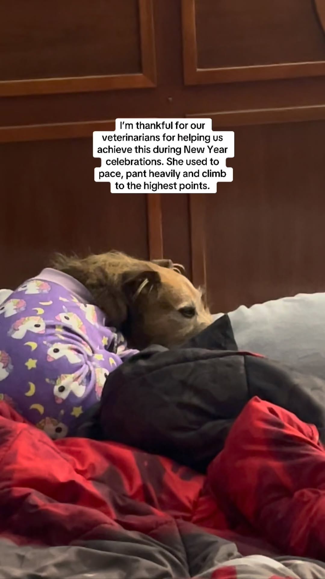 Post 1 by Smart Bitch | Nola Dog Trainer on Instagram (video)