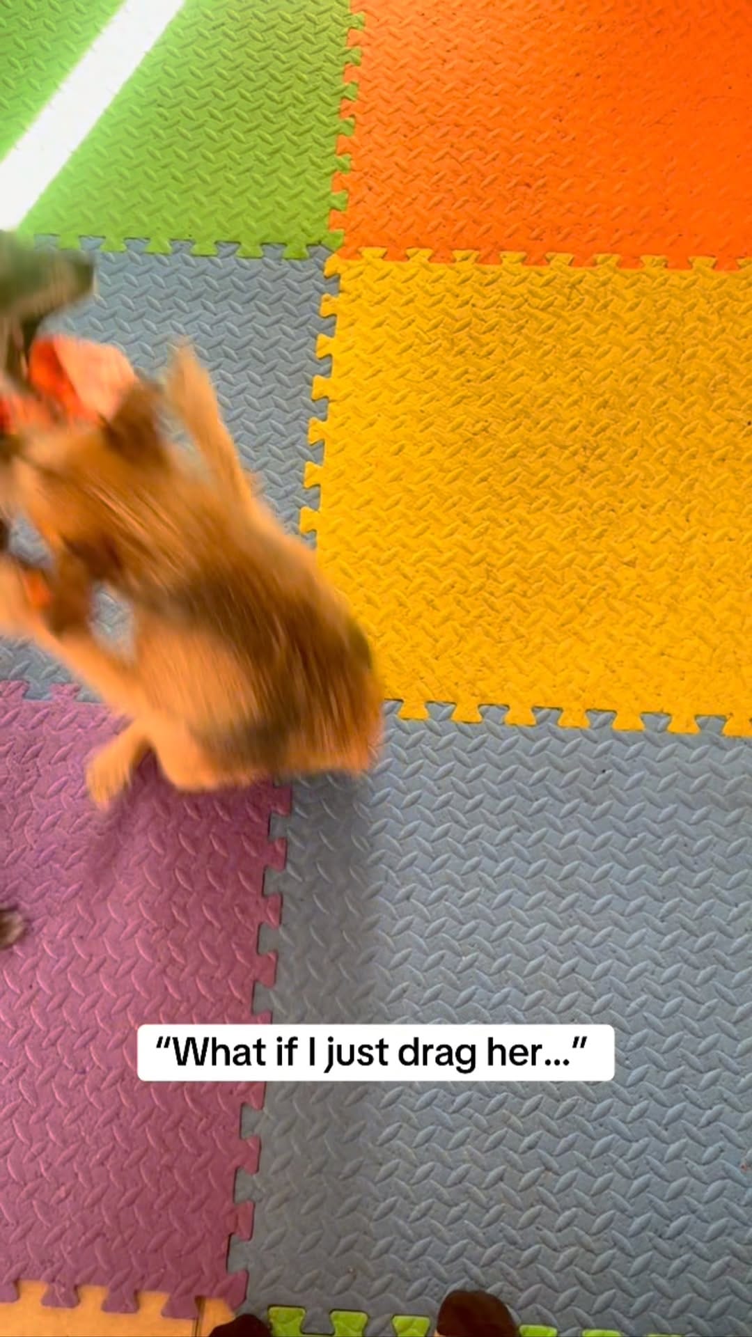 Post 9 by Smart Bitch | Nola Dog Trainer on Instagram (video)