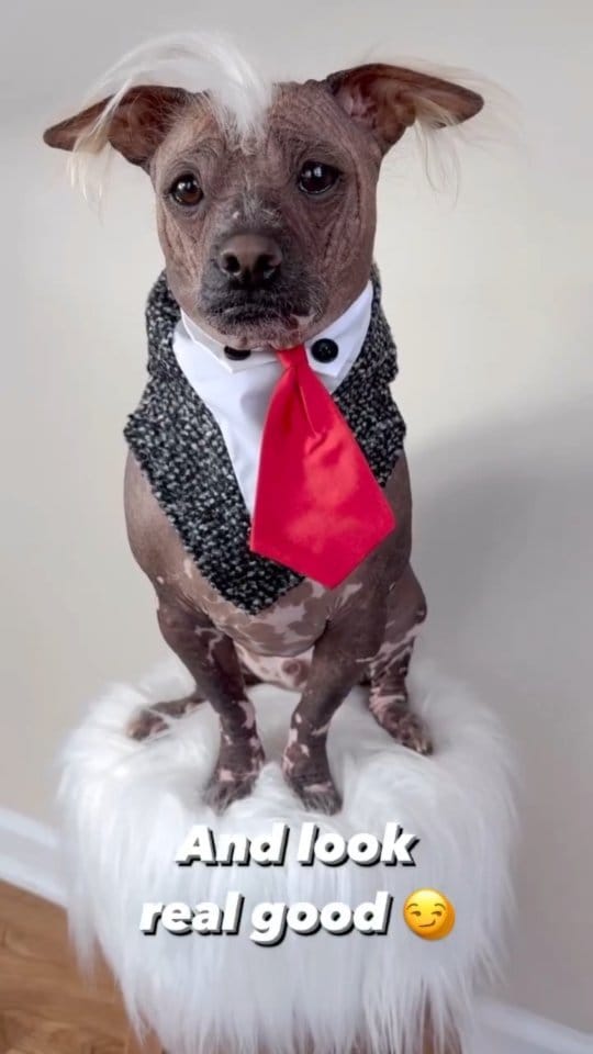 Post 12 by Dog Bandanas - Make Your Mark! on Instagram (video)
