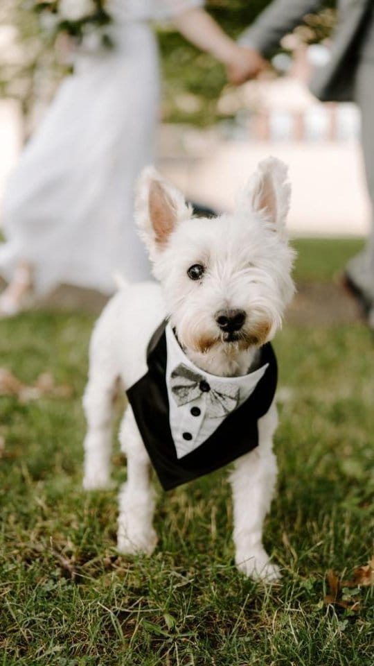 Post 11 by Dog Bandanas - Make Your Mark! on Instagram (video)
