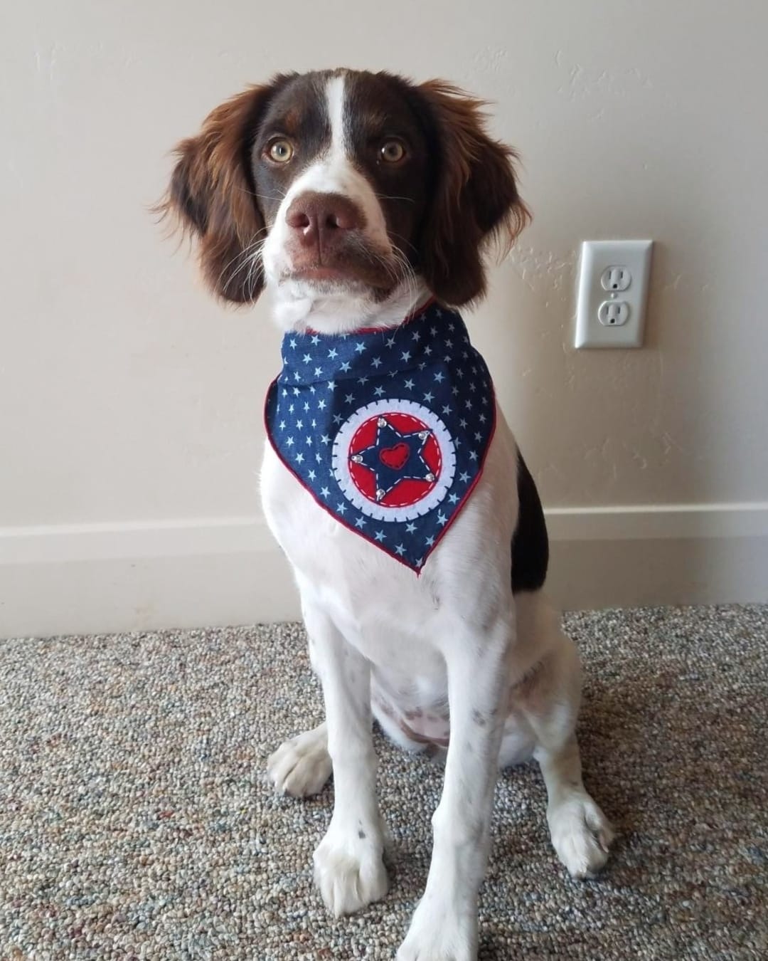 Post 9 by Dog Bandanas - Make Your Mark! on Instagram (image)