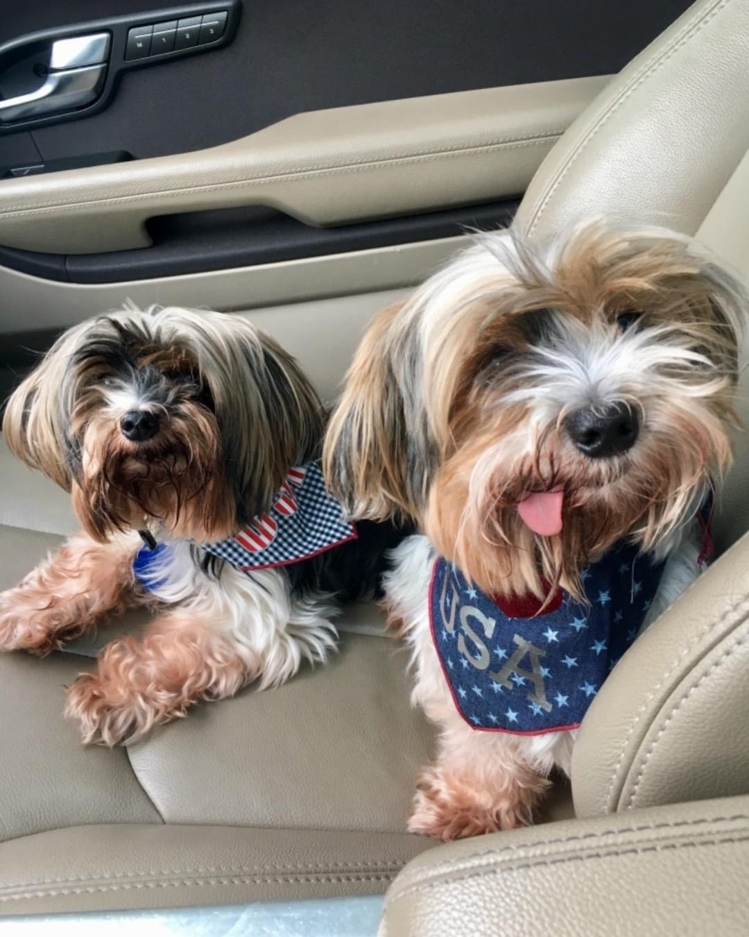 Post 10 by Dog Bandanas - Make Your Mark! on Instagram (image)