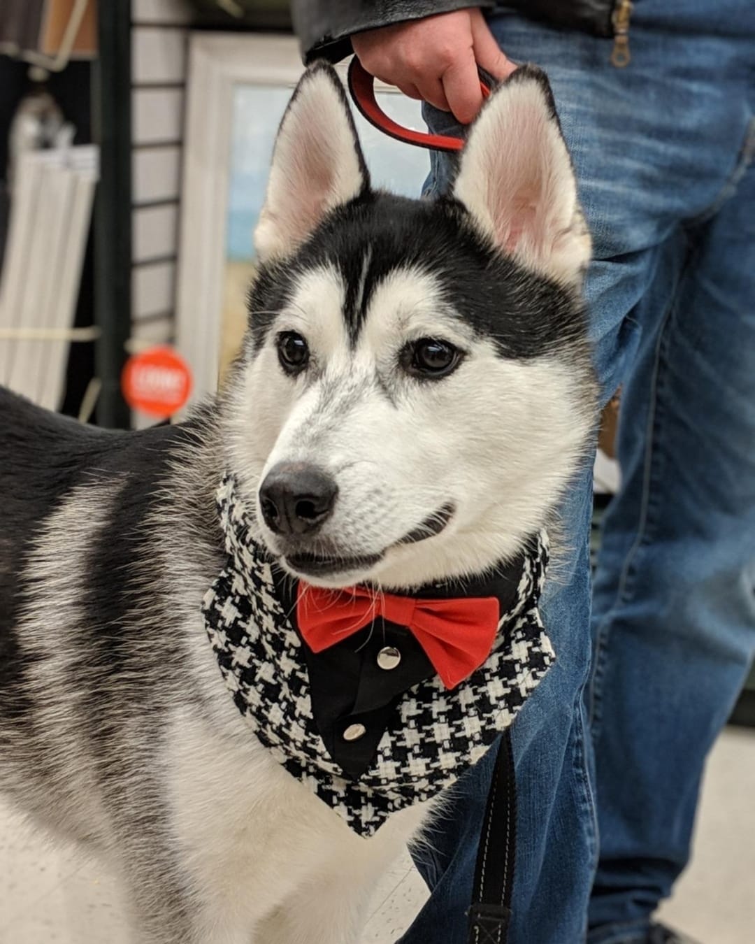 Post 4 by Dog Bandanas - Make Your Mark! on Instagram (image)