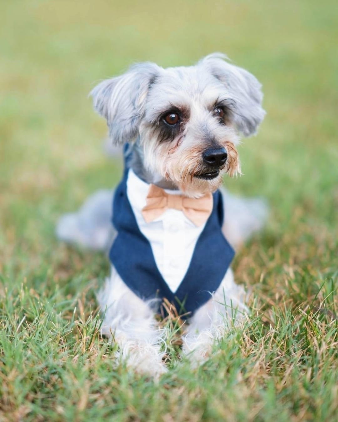 Post 2 by Dog Bandanas - Make Your Mark! on Instagram (image)