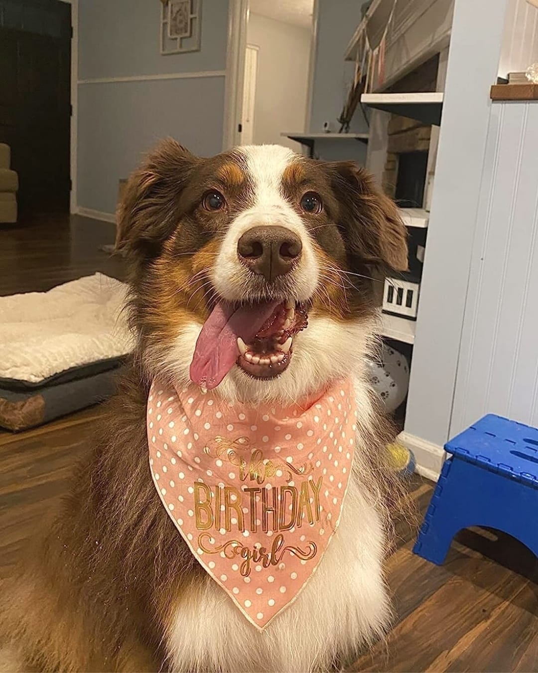 Post 7 by Dog Bandanas - Make Your Mark! on Instagram (image)