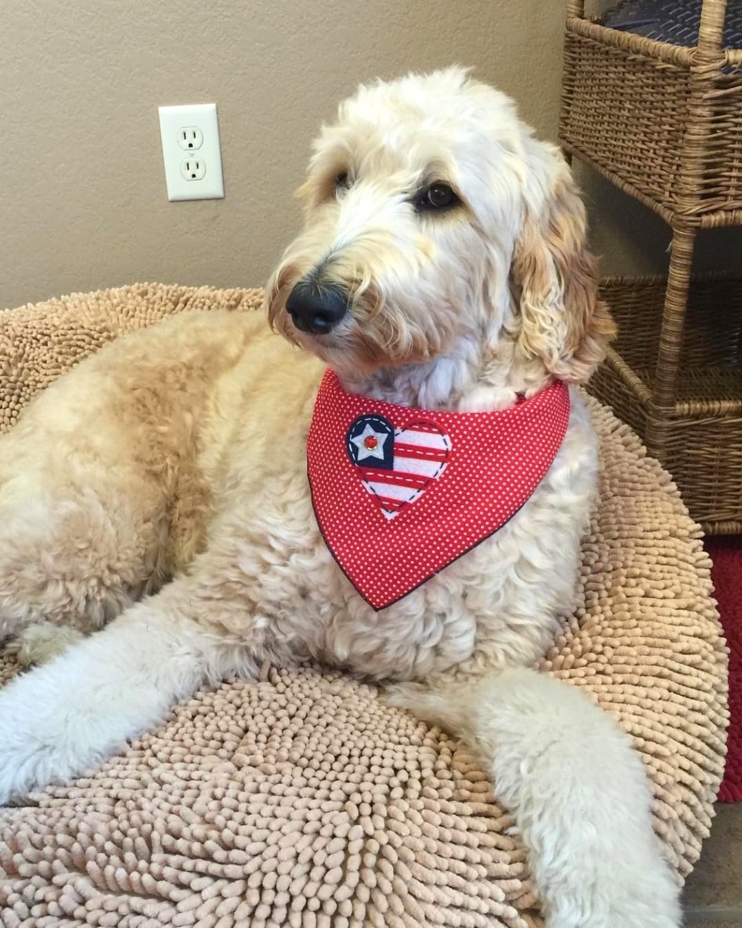 Post 6 by Dog Bandanas - Make Your Mark! on Instagram (image)