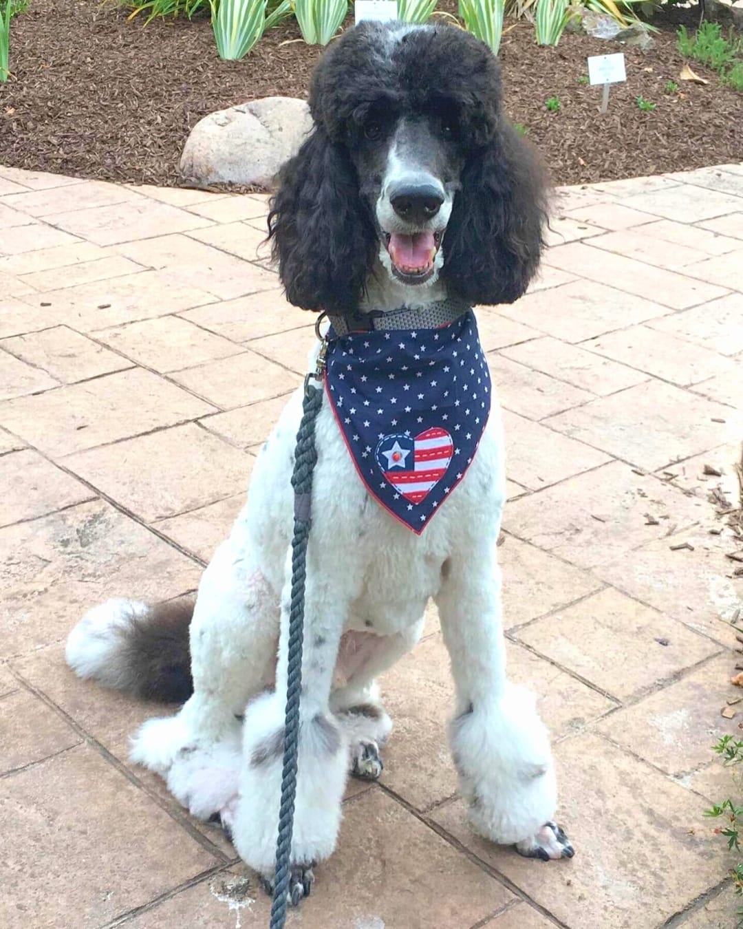Post 5 by Dog Bandanas - Make Your Mark! on Instagram (image)