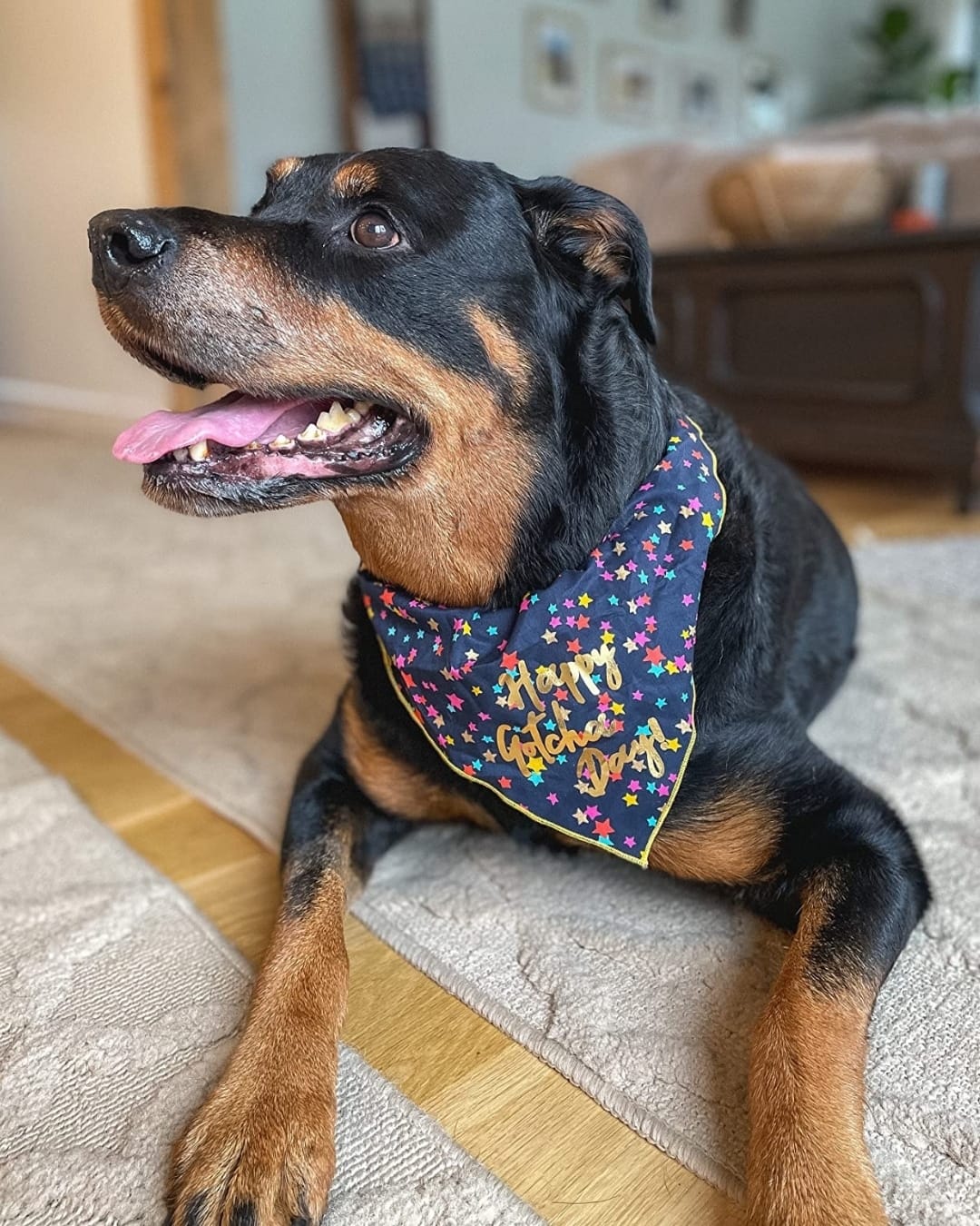 Post 3 by Dog Bandanas - Make Your Mark! on Instagram (image)
