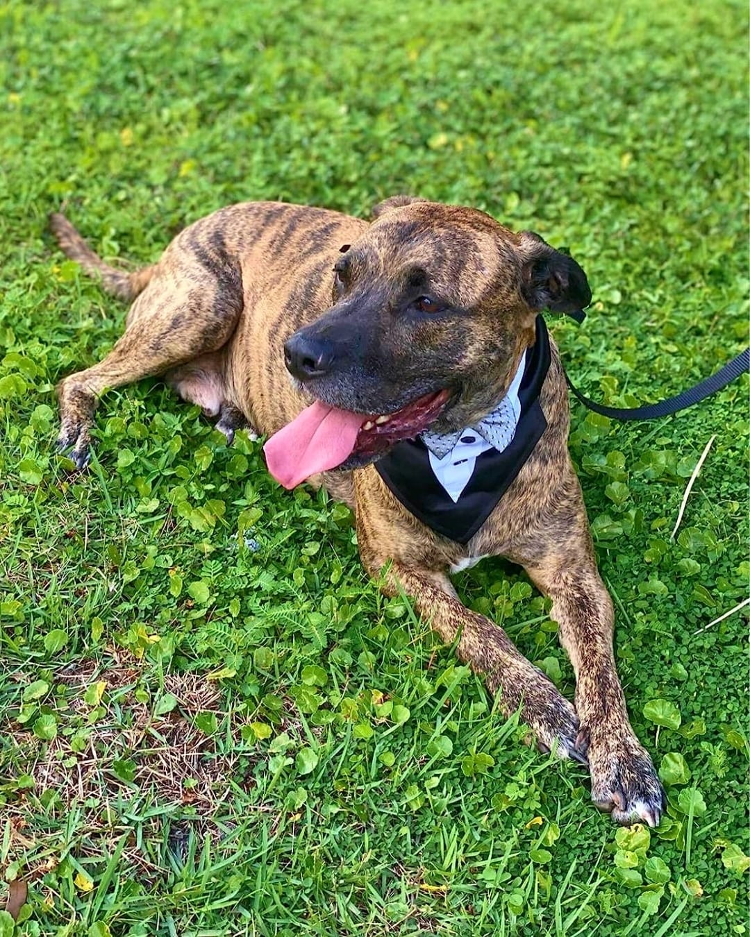 Post 8 by Dog Bandanas - Make Your Mark! on Instagram (image)