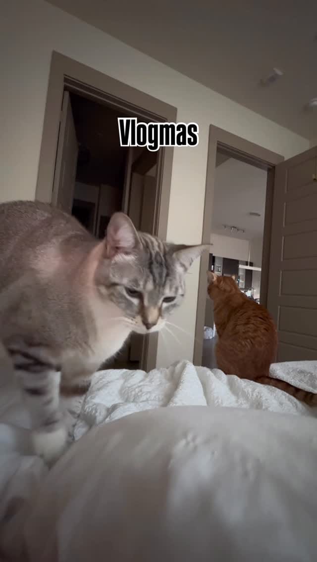 Post 7 by Kaleigh | thedailykaleigh on Instagram (video)