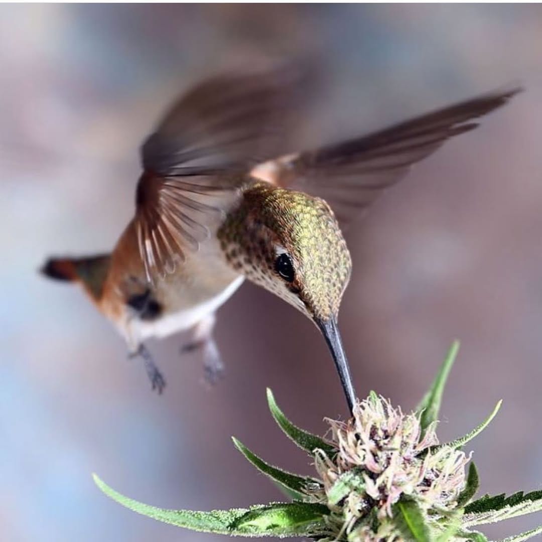 Post 10 by Love Grass on Instagram (image)