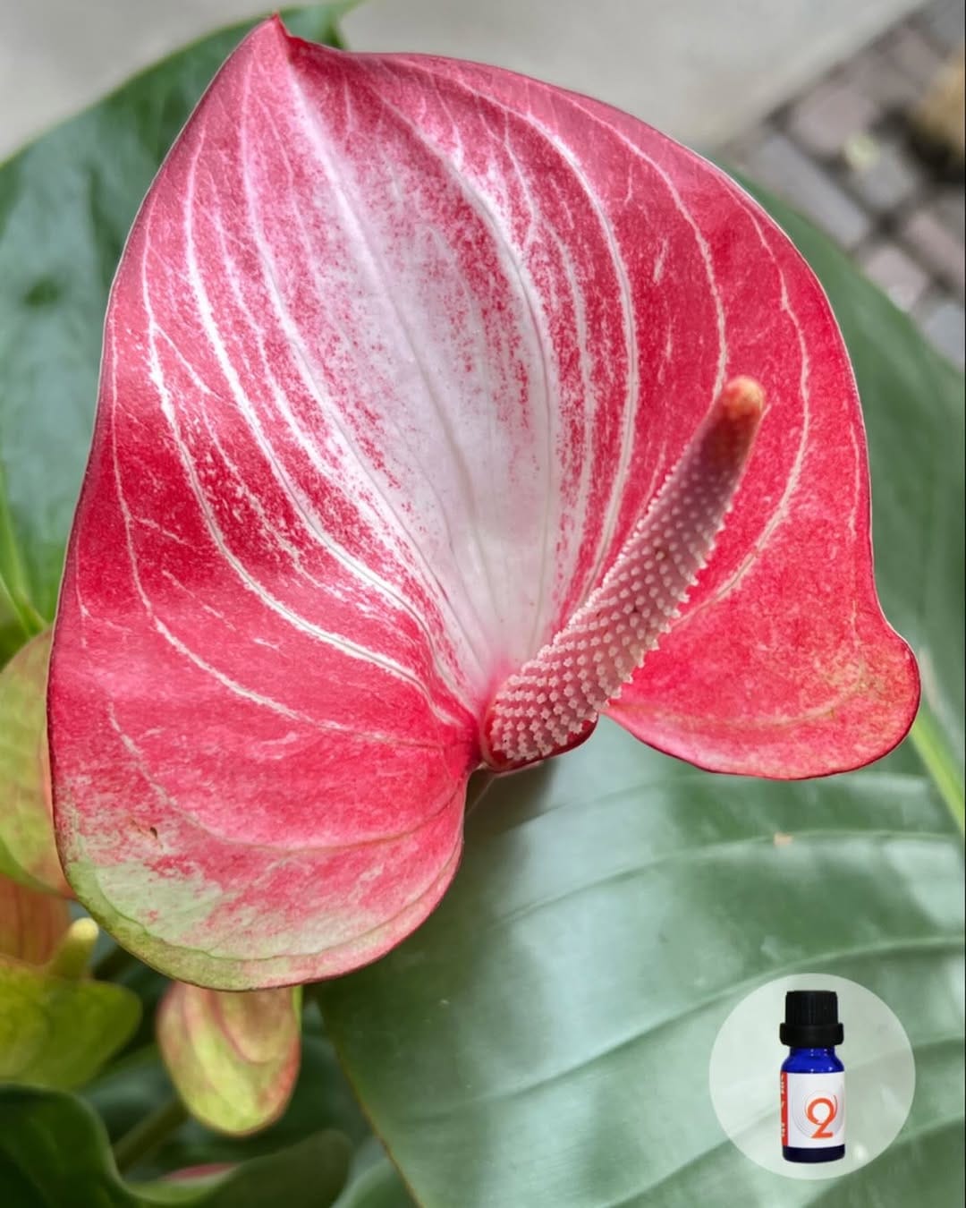 Post 4 by Moon Oils by Adele on Instagram (image)