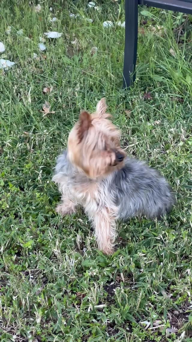 Post 5 by Seppy Shirazi on Instagram (video)