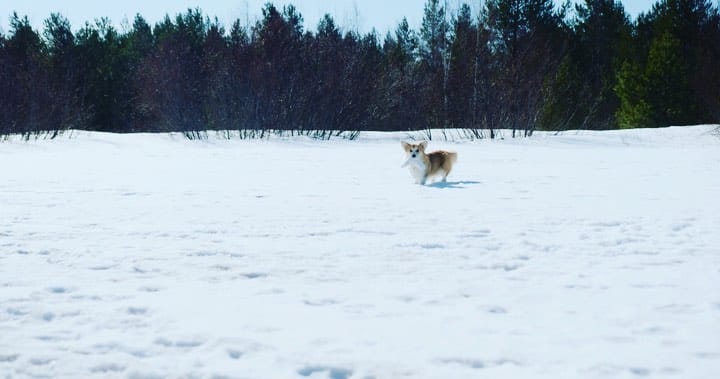 Post 1 by Overcoat 4 Pets on Instagram (video)