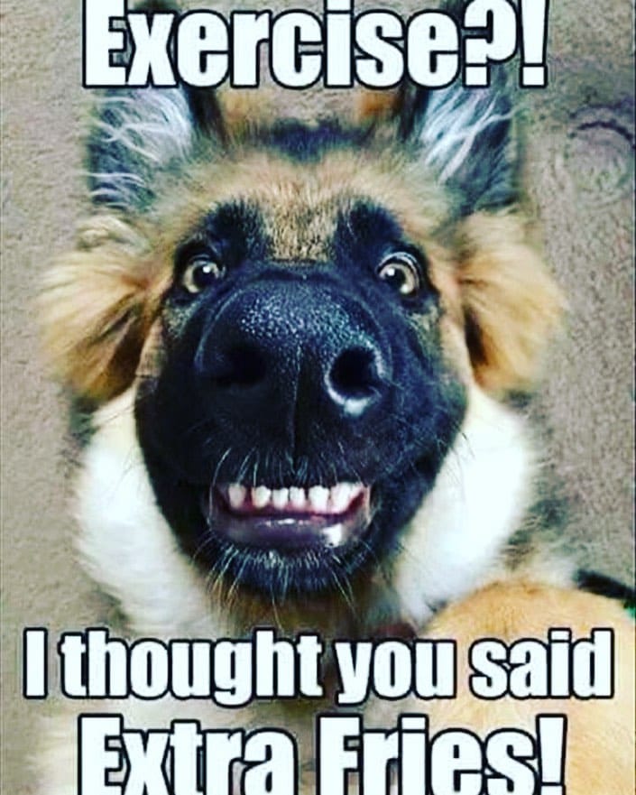 Post 5 by Overcoat 4 Pets on Instagram (image)