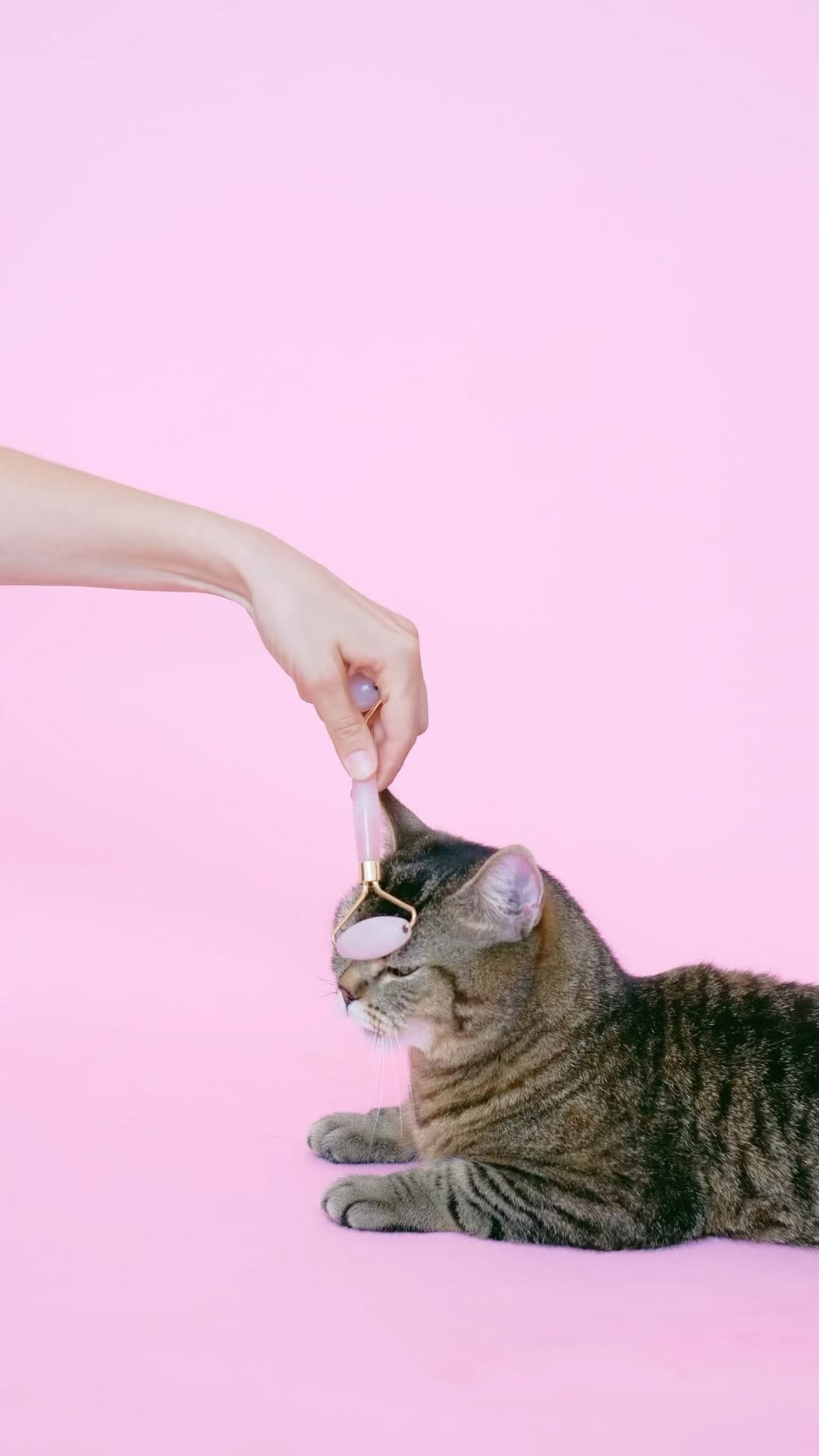 Post 2 by Overcoat 4 Pets on Instagram (video)