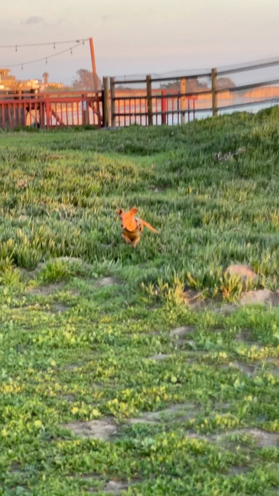 Post 6 by Overcoat 4 Pets on Instagram (video)