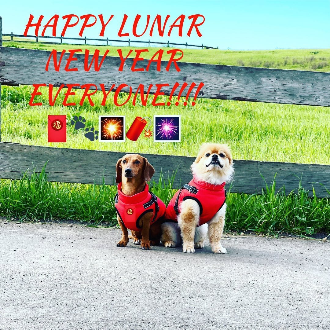 Post 10 by Overcoat 4 Pets on Instagram (image)