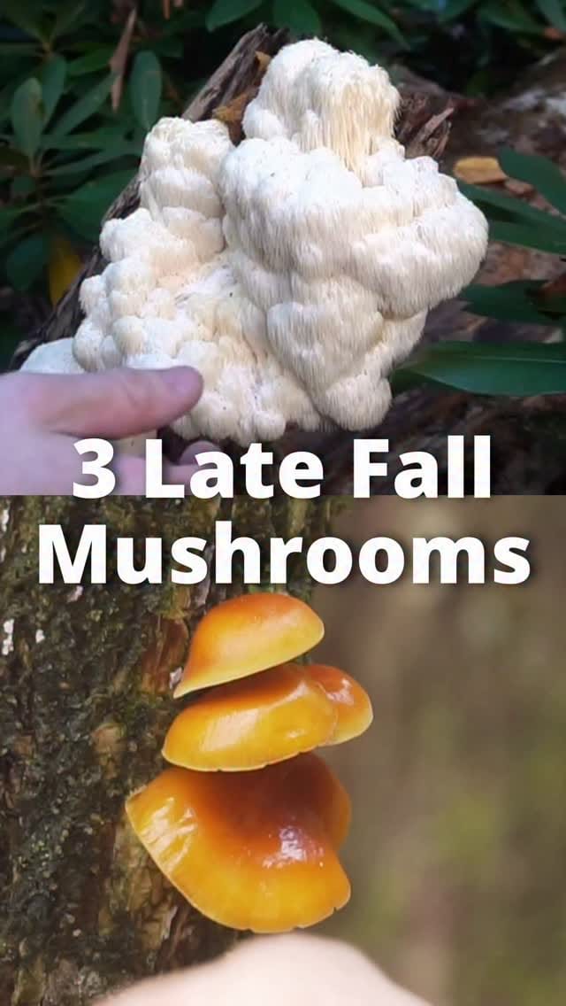 Post 1 by James Aloysius Mahan V on Instagram (video)