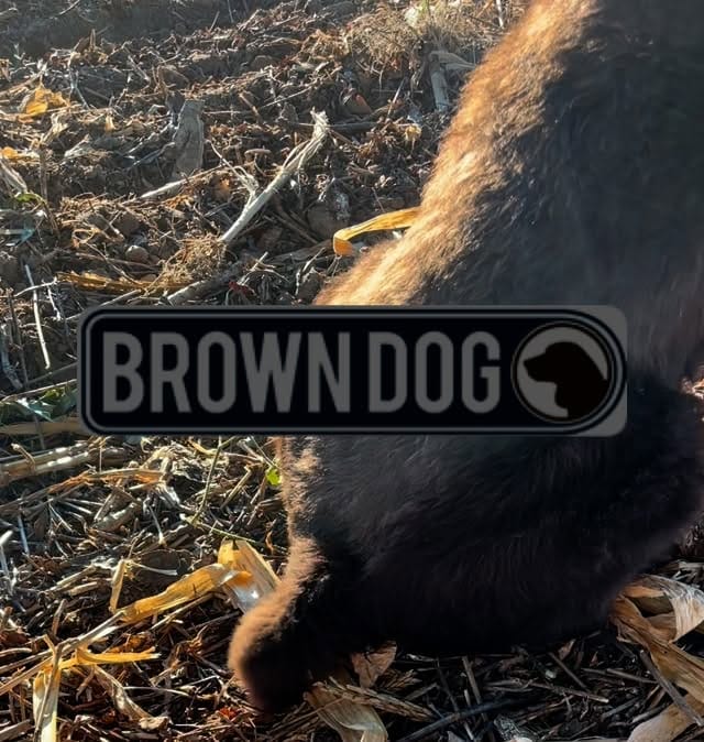 Post 8 by Brown Dog Hosiery Co. on Instagram (video)