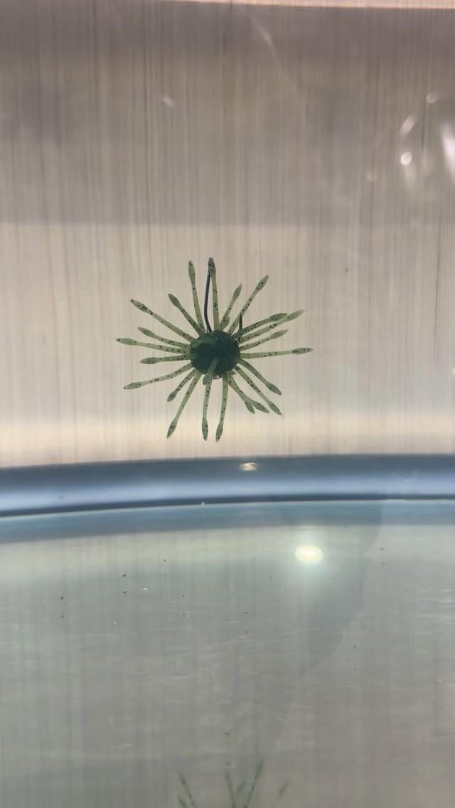 Post 2 by FishUSA on Instagram (video)