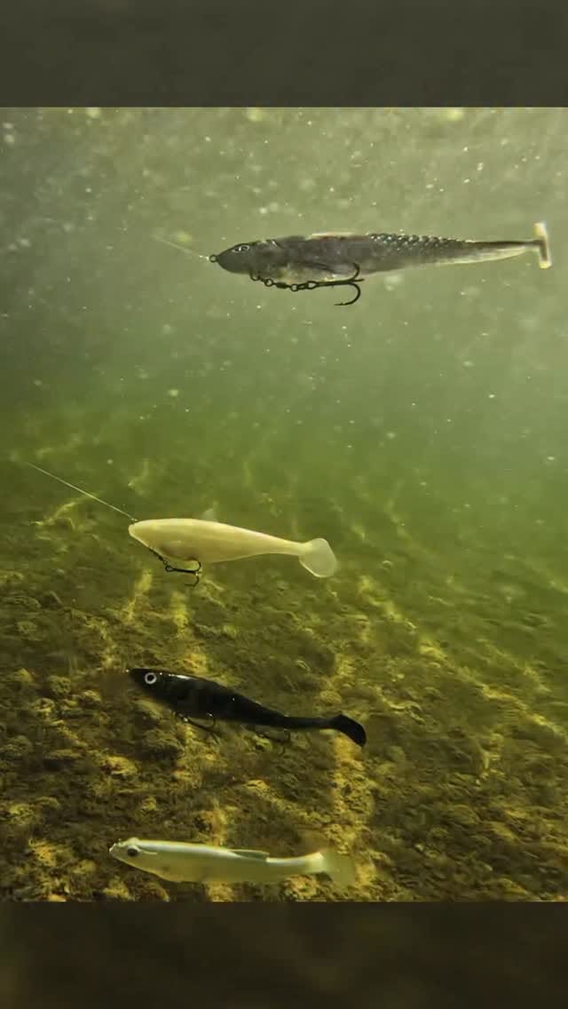 Post 8 by FishUSA on Instagram (video)