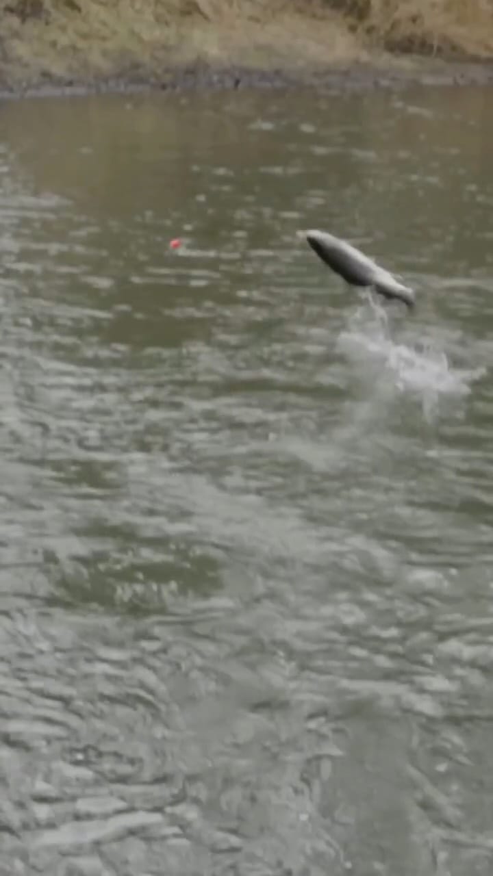 Post 9 by FishUSA on Instagram (video)