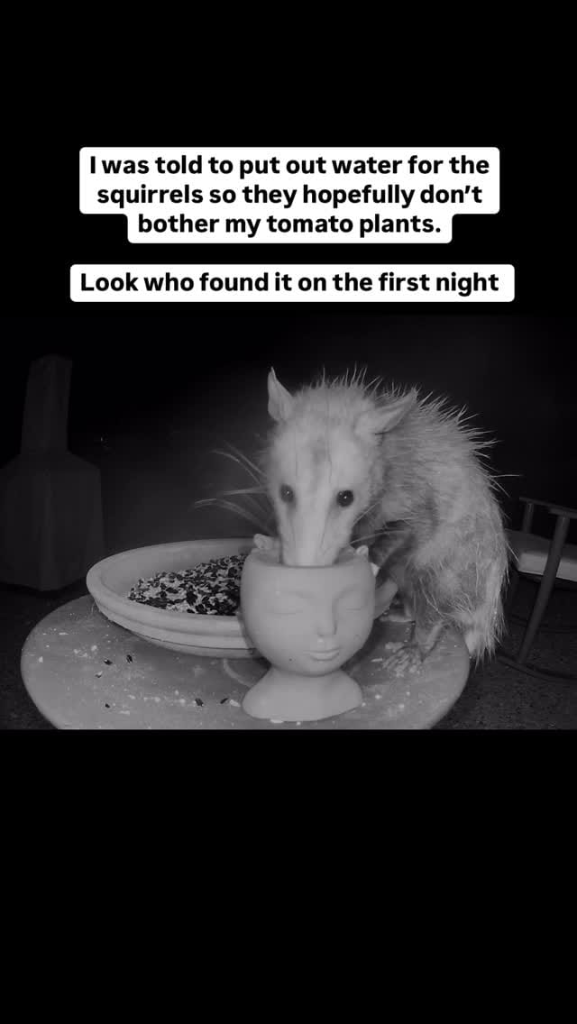 Post 8 by The Burlap Bag - Lauren Lowe - candle lady on Instagram (video)