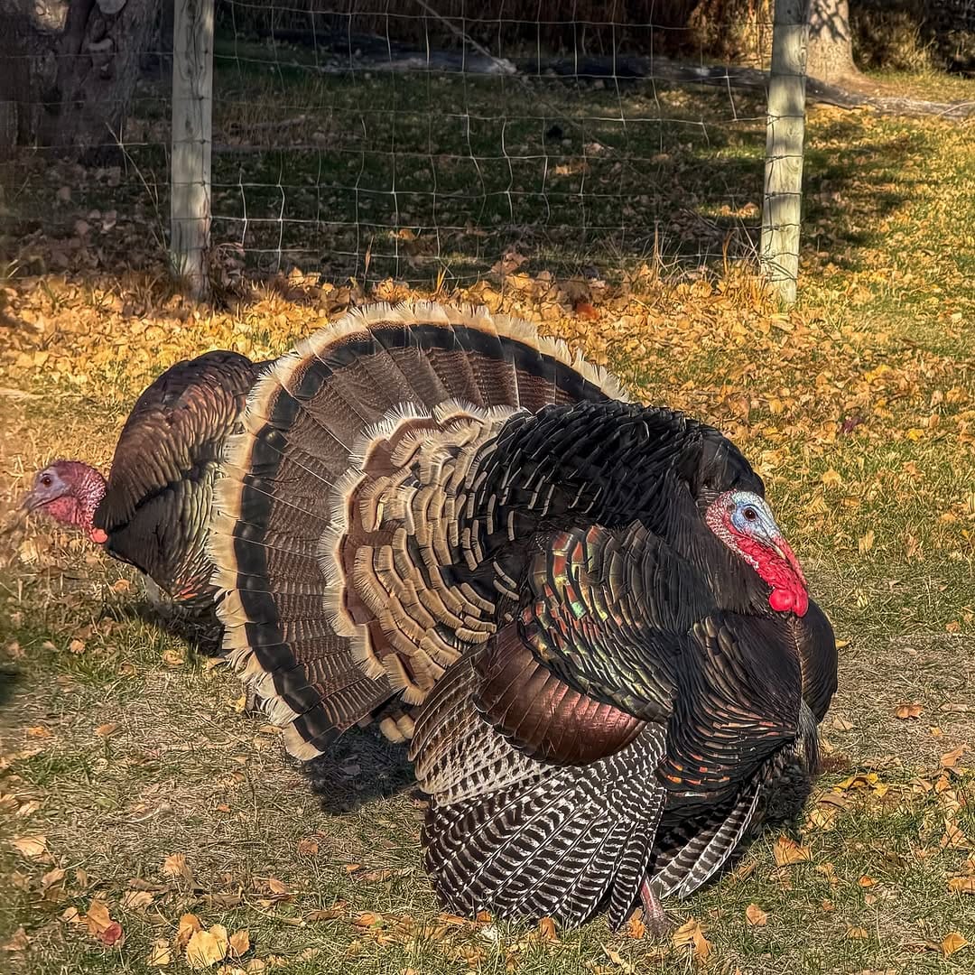 Post 2 by Musket Powder Seasoning on Instagram (carousel)