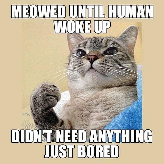 Post 10 by Purfect on Instagram (image)