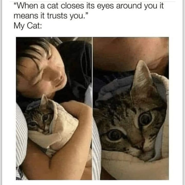 Post 4 by Purfect on Instagram (image)