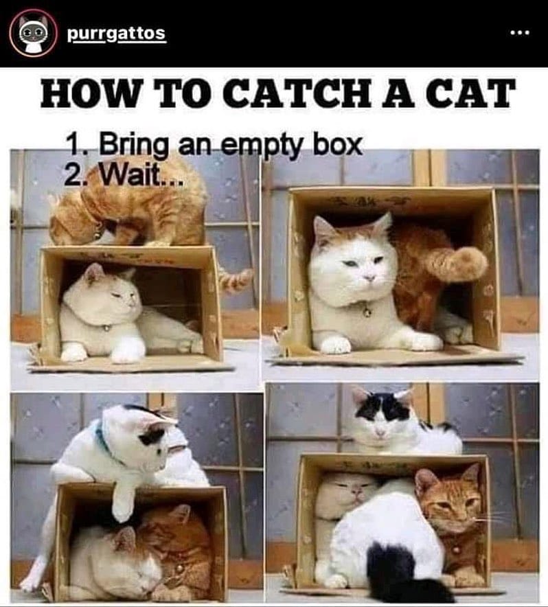 Post 6 by Purfect on Instagram (image)