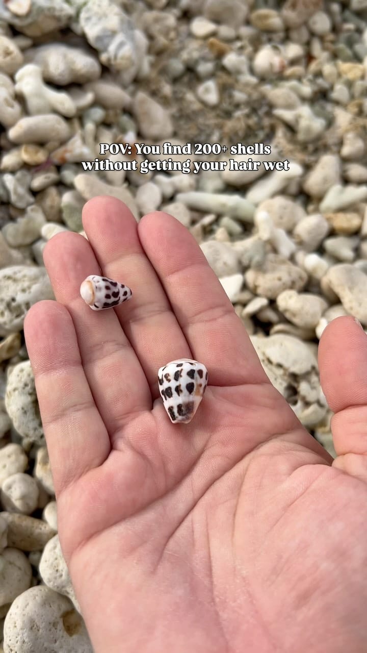 Post 6 by FLOTSAM & CO. 🌊🐚🧜‍♀️ on Instagram (video)