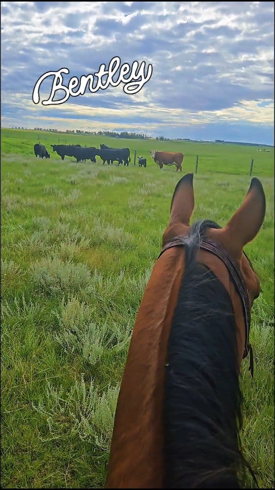 Post 9 by Ranch Hand on Instagram (video)
