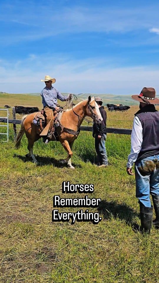 Post 10 by Ranch Hand on Instagram (video)