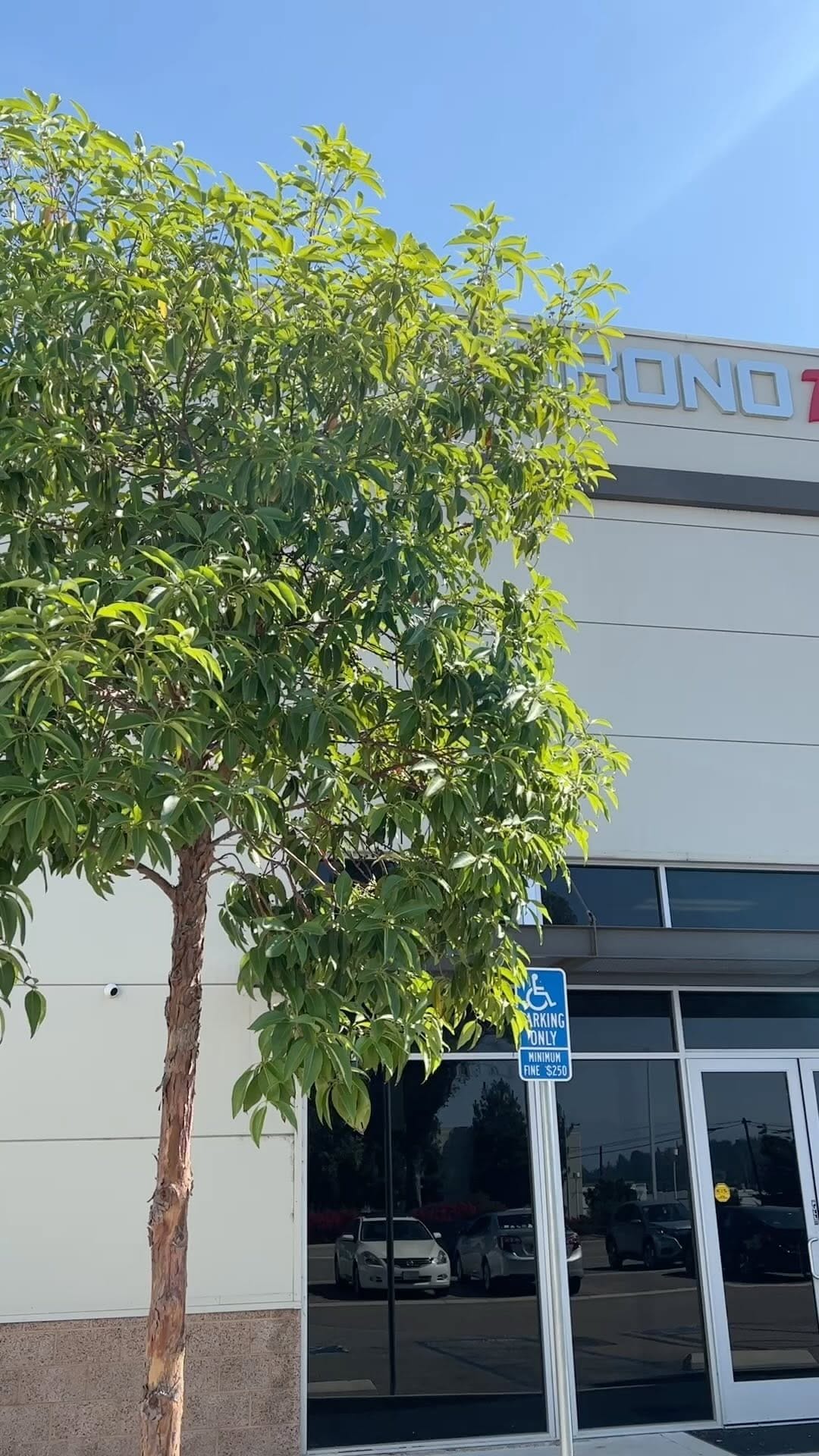 Post 10 by Chrono Toys • Official Page • HQ Showroom on Instagram (video)